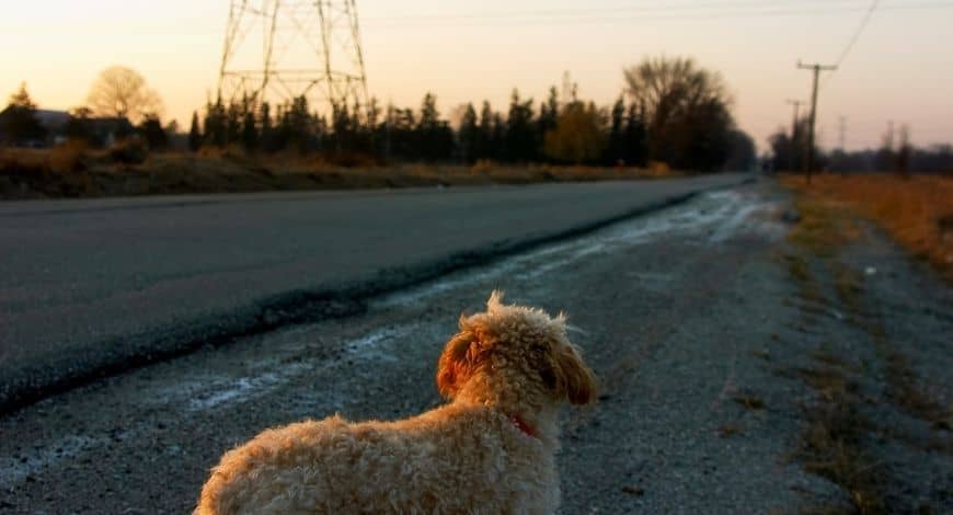 ¿Qué hacer si tu perro se pierde? Pasos a seguir
